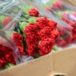 Claveles Rojos 25 und