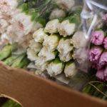 Claveles Blancos 25 und