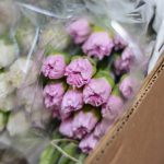Claveles Lilas 25 und