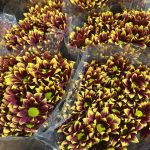 Crisantemos Starfarie Purple 10 und