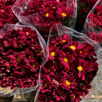 Crisantemos Red 10 und