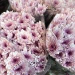 Crisantemos Superstar Pink 10 und