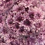 Crisantemos Petrushka Pink 10 und