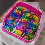 Rosas Rainbow 25 und