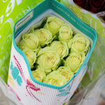 Rosas Mondial  25 und