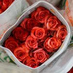 Rosas Iguana 25 und