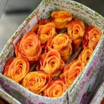 Rosas Solantoi 25 und