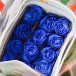 Rosas Blue 25 und