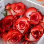 Rosas Blush 25 und