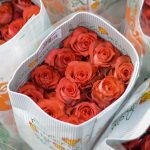 Rosas Flame Iguazú 25 und