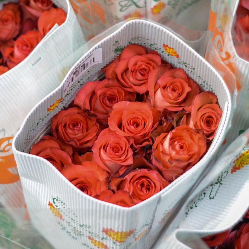 Rosas_7 Rosas Flame Iguazú 25 und - Imagen 1