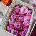 Rosas Deep Purple 25 und