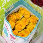 Rosas Brighton 25 und