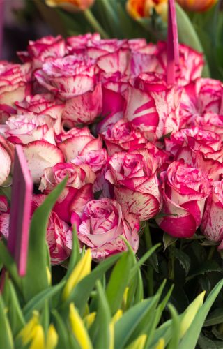 flores